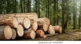 Wood & Timber