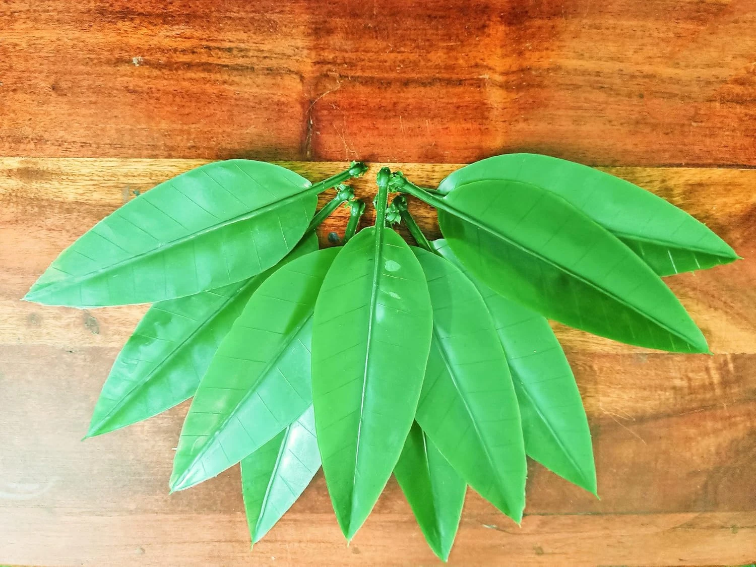 SPHINX Plastic Re-usable Artificial Mango Leaves (Aam Patta) for Decorations, Cr